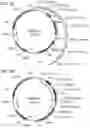 Fig. 05 - Transgenic safflower event stack IND-1ØØØ3-4 x IND-1ØØ15-7 and methods to use it