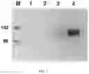 Fig. 08 - Method of improving chloroplast function and increasing seed yield