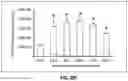 Fig. 23 - FOAMY VIRAL VECTOR COMPOSITIONS AND METHODS FOR THE MANUFACTURE OF SAME