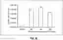 Fig. 24 - FOAMY VIRAL VECTOR COMPOSITIONS AND METHODS FOR THE MANUFACTURE OF SAME