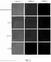 Fig. 04 - Method For Delivering Gene In Cells