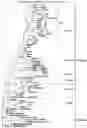 Fig. 01 - MODIFIED ORTHOPOXVIRUS VECTORS