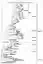 Fig. 02 - MODIFIED ORTHOPOXVIRUS VECTORS