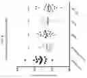 Fig. 05 - MODIFIED ORTHOPOXVIRUS VECTORS