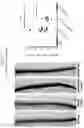 Fig. 13 - MODIFIED ORTHOPOXVIRUS VECTORS