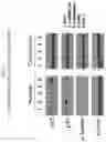 Fig. 18 - MODIFIED ORTHOPOXVIRUS VECTORS