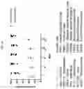 Fig. 35 - MODIFIED ORTHOPOXVIRUS VECTORS