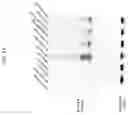 Fig. 42 - MODIFIED ORTHOPOXVIRUS VECTORS