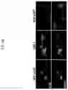 Fig. 43 - MODIFIED ORTHOPOXVIRUS VECTORS