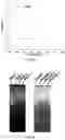 Fig. 02 - CELL MEMBRANE PENETRATING CONJUGATES FOR GENE EDITING