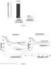 Fig. 15 - CELL MEMBRANE PENETRATING CONJUGATES FOR GENE EDITING