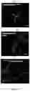 Fig. 22 - CELL MEMBRANE PENETRATING CONJUGATES FOR GENE EDITING
