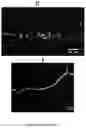 Fig. 23 - CELL MEMBRANE PENETRATING CONJUGATES FOR GENE EDITING