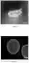 Fig. 24 - CELL MEMBRANE PENETRATING CONJUGATES FOR GENE EDITING