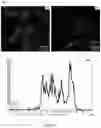 Fig. 26 - CELL MEMBRANE PENETRATING CONJUGATES FOR GENE EDITING