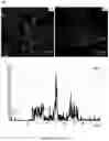Fig. 27 - CELL MEMBRANE PENETRATING CONJUGATES FOR GENE EDITING