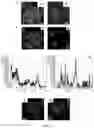 Fig. 28 - CELL MEMBRANE PENETRATING CONJUGATES FOR GENE EDITING
