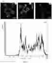 Fig. 29 - CELL MEMBRANE PENETRATING CONJUGATES FOR GENE EDITING