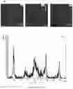 Fig. 30 - CELL MEMBRANE PENETRATING CONJUGATES FOR GENE EDITING