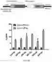 Fig. 09 - SELECTION BY MEANS OF ARTIFICIAL TRANSACTIVATORS
