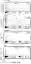 Fig. 34 - SELECTION BY MEANS OF ARTIFICIAL TRANSACTIVATORS