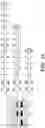 Fig. 30 - COMPOSITIONS AND METHOD FOR SYNTHESIZING NUCLEIC ACIDS