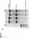 Fig. 03 - AGERITIN AS BIOINSECTICIDE AND METHODS OF GENERATING AND USING IT