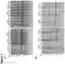 Fig. 16 - AGERITIN AS BIOINSECTICIDE AND METHODS OF GENERATING AND USING IT