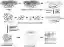 Fig. 01 - Compositions and methods of labeling mitochondrial nucleic acids and sequencing and analysis thereof