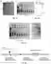Fig. 08 - Compositions and methods of labeling mitochondrial nucleic acids and sequencing and analysis thereof