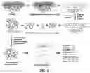 Fig. 09 - Compositions and methods of labeling mitochondrial nucleic acids and sequencing and analysis thereof