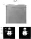 Fig. 09 - PORE