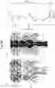 Fig. 43 - PORE