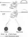 Fig. 01 - PROBE, KIT COMPRISING THE PROBE, AND METHOD FOR IDENTIFYING CCDC6-RET FUSION GENE