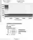 Fig. 13 - DETECTION OF TARGET NUCLEIC ACID AND VARIANTS