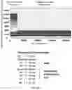 Fig. 14 - DETECTION OF TARGET NUCLEIC ACID AND VARIANTS