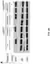 Fig. 06 - IDENTIFICATION OF HER2 MUTATIONS IN LUNG CANCER AND METHODS OF TREATMENT