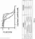 Fig. 18 - IDENTIFICATION OF HER2 MUTATIONS IN LUNG CANCER AND METHODS OF TREATMENT