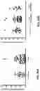 Fig. 71 - IDENTIFICATION OF HER2 MUTATIONS IN LUNG CANCER AND METHODS OF TREATMENT