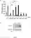 Fig. 07 - Methods of modulating immune response