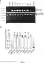 Fig. 12 - Methods of modulating immune response