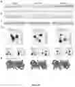 Fig. 23 - Methods of modulating immune response