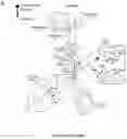 Fig. 26 - Methods of modulating immune response