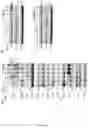 Fig. 28 - Methods of modulating immune response