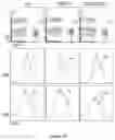 Fig. 40 - Methods of modulating immune response