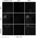 Fig. 20 - Analysis of chromatin using a nicking enzyme