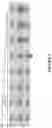 Fig. 07 - Rapid Viral Diagnostic Test