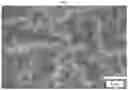 Fig. 05 - Vertical branched graphene