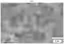 Fig. 06 - Vertical branched graphene