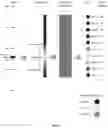 Fig. 08 - Light engine and method of simulating a flame
